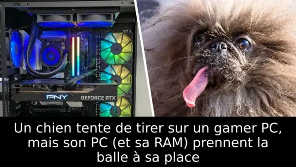 Un chien tente de tirer sur un gamer PC, mais son PC (et sa RAM) prennent la balle à sa place