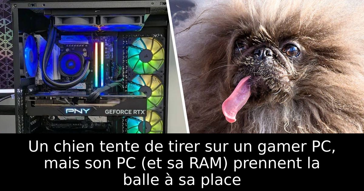 Un chien tente de tirer sur un gamer PC, mais son PC (et sa RAM) prennent la balle à sa place