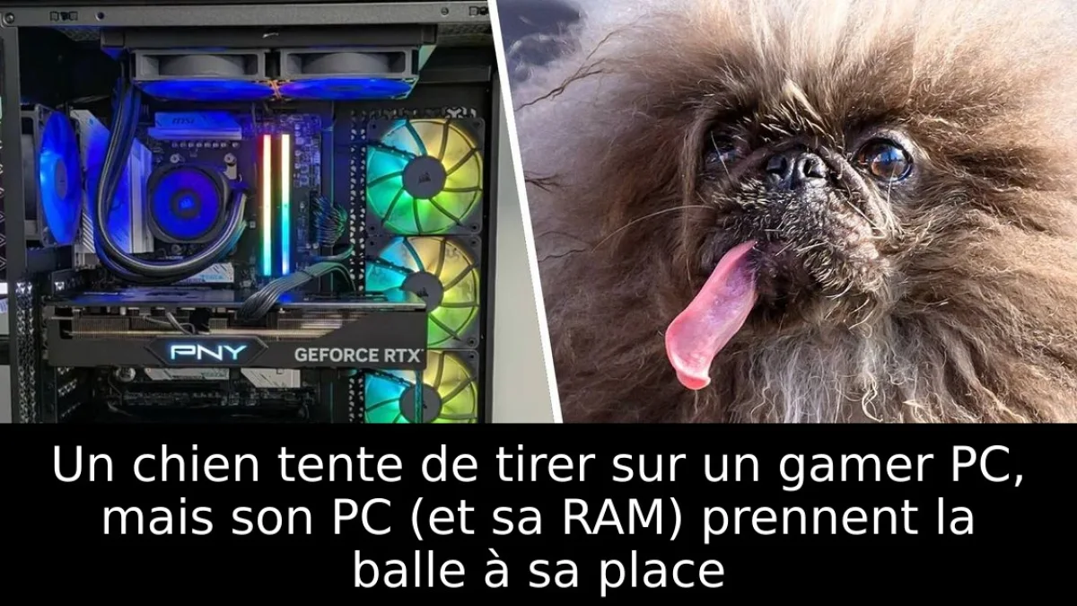 Un chien tente de tirer sur un gamer PC, mais son PC (et sa RAM) prennent la balle à sa place